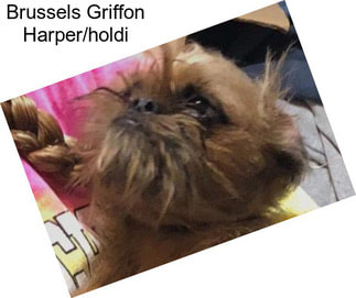 Brussels Griffon Harper/holdi