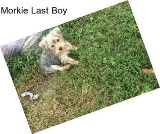 Morkie Last Boy