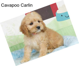 Cavapoo Carlin