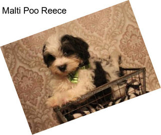 Malti Poo Reece