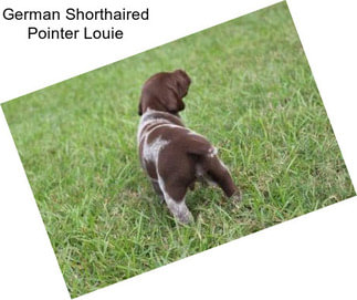 German Shorthaired Pointer Louie