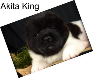 Akita King