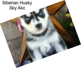 Siberian Husky Sky Akc