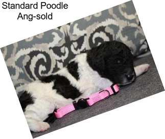 Standard Poodle Ang-sold