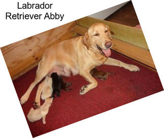 Labrador Retriever Abby