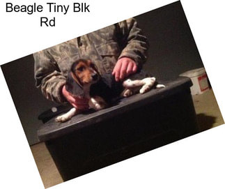Beagle Tiny Blk Rd