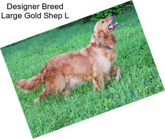 Designer Breed Large Gold Shep L