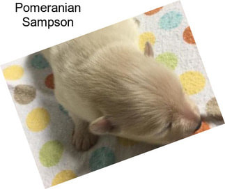 Pomeranian Sampson