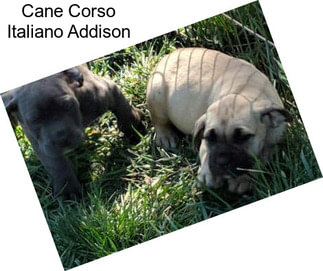 Cane Corso Italiano Addison