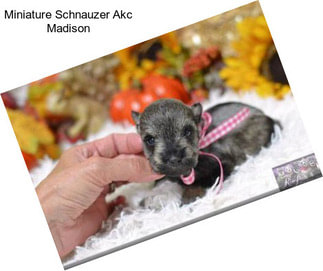 Miniature Schnauzer Akc Madison