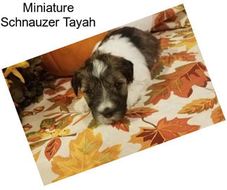 Miniature Schnauzer Tayah