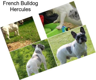 French Bulldog Hercules