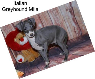 Italian Greyhound Mila