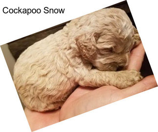 Cockapoo Snow