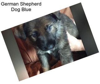 German Shepherd Dog Blue