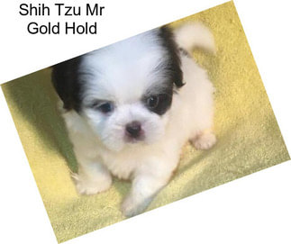 Shih Tzu Mr Gold Hold