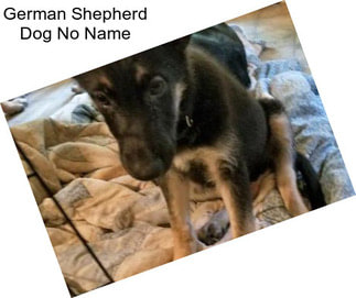 German Shepherd Dog No Name