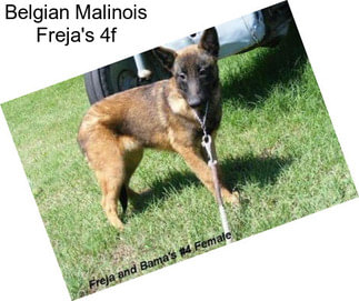 Belgian Malinois Freja\'s 4f