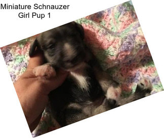 Miniature Schnauzer Girl Pup 1