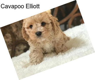 Cavapoo Elliott