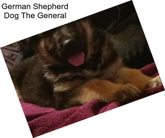 German Shepherd Dog The General