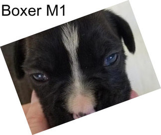 Boxer M1