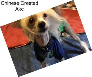 Chinese Crested Akc