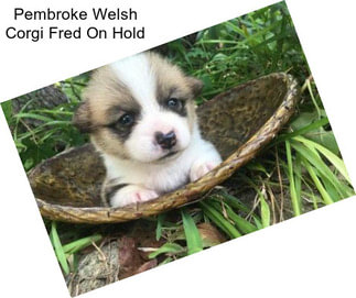 Pembroke Welsh Corgi Fred On Hold