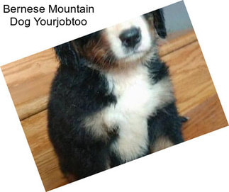 Bernese Mountain Dog Yourjobtoo