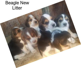 Beagle New Litter