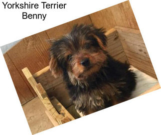 Yorkshire Terrier Benny