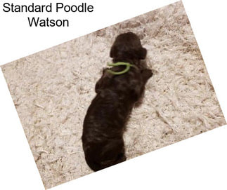 Standard Poodle Watson