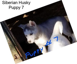 Siberian Husky Puppy 7