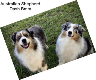 Australian Shepherd Dash Bmm