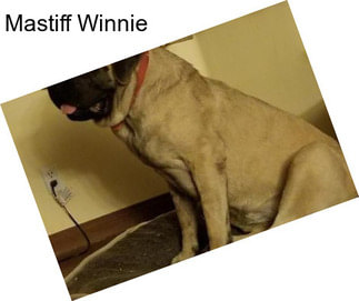 Mastiff Winnie