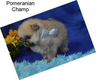 Pomeranian Champ