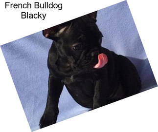 French Bulldog Blacky