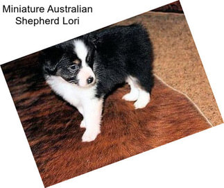 Miniature Australian Shepherd Lori