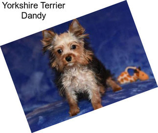 Yorkshire Terrier Dandy
