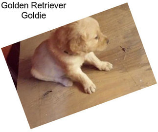 Golden Retriever Goldie