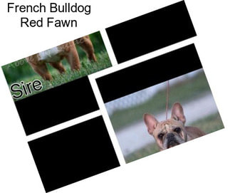 French Bulldog Red Fawn