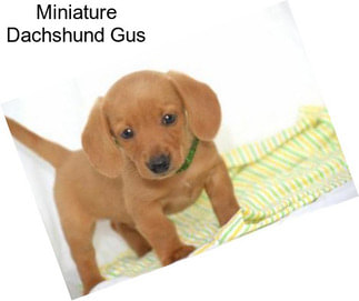 Miniature Dachshund Gus