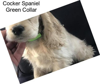 Cocker Spaniel Green Collar