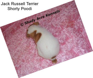 Jack Russell Terrier Shorty Poodi