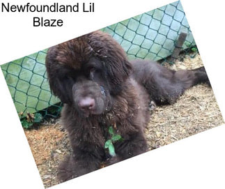 Newfoundland Lil Blaze