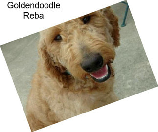 Goldendoodle Reba