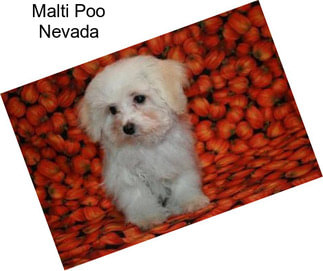 Malti Poo Nevada