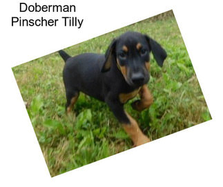 Doberman Pinscher Tilly