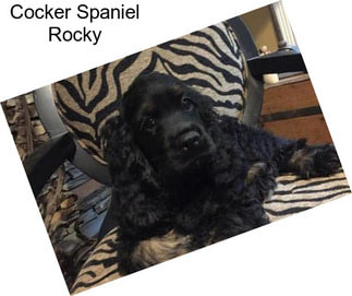 Cocker Spaniel Rocky