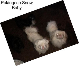 Pekingese Snow Baby